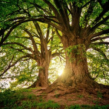 pexels-johannes-plenio-1632790 How a UvA event might save the trees